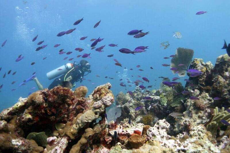 Isla Mujeres: PADI Open Water Diver Course - What to Expect from the Isla Mujeres PADI Open Water Diver Course