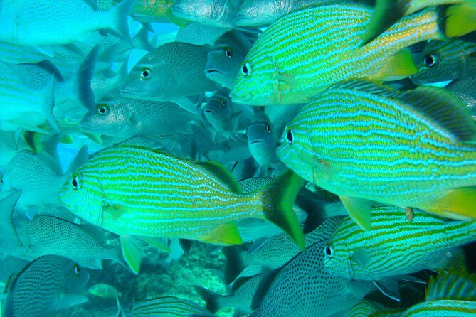 Isla Mujeres Snorkeling Tour - FAQ