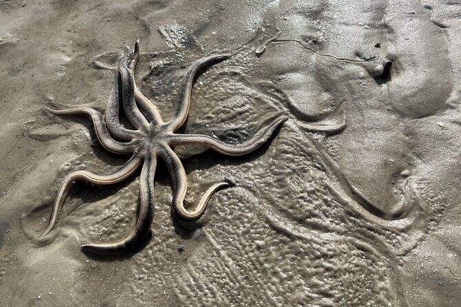 Island Paradise: Dolphin, Shelling, Birding Eco Boat Tour - An Overview of the Experience