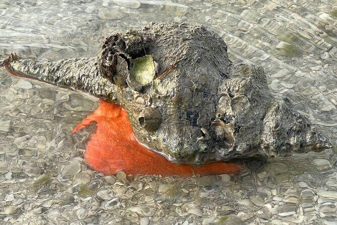 Island Paradise: Dolphin, Shelling, Birding Eco Boat Tour - The Authentic Experience: What You Can Expect