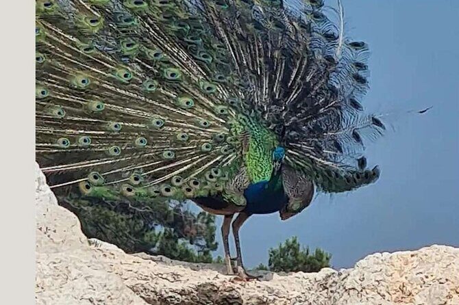 Island Visit National Park Brijuni & Dolphin Cruise - Frequently Asked Questions