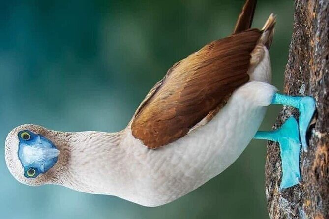 Islas Marietas PRIVATE enter hidden beach 100% GUARANTEED - Practical Details & Considerations