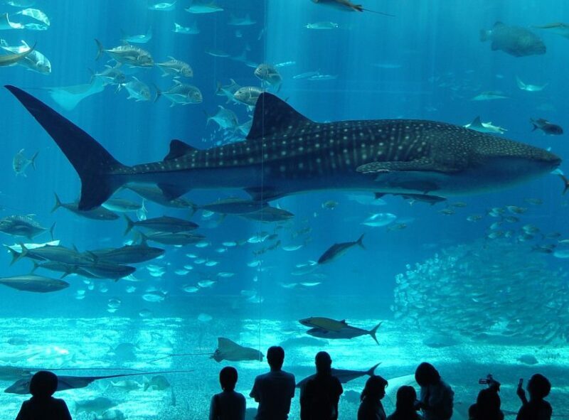 Istanbul Aquarium and Aqua Florya Shopping Mall Tour - Thematic Zones and Marine Life