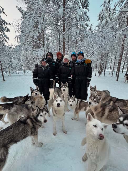 Ivalo: Husky Farm Kennel Visit at Happy Huskies - Key Points