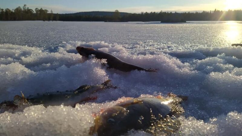 Ivalo: Private Sleighride Tour and Fishing in the Wild - Who Would Love This Tour?