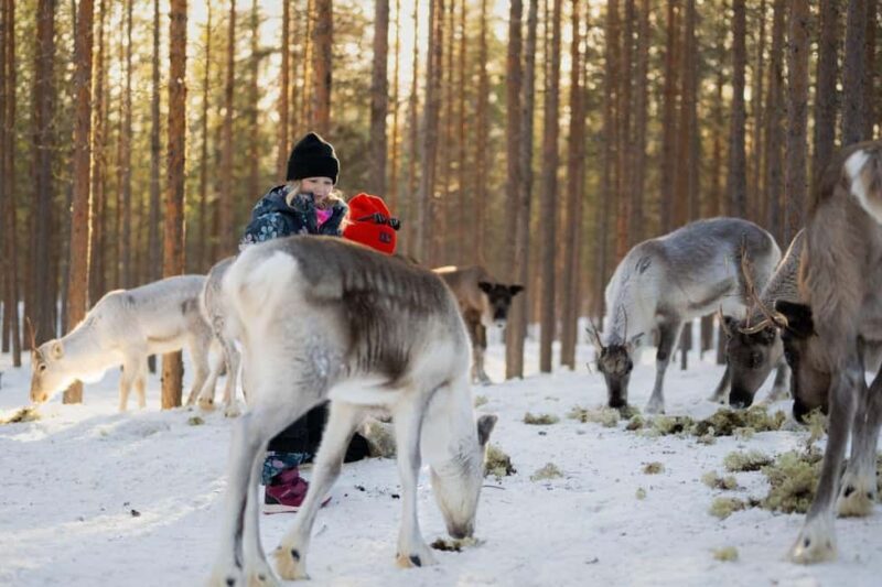 Ivalo: Reindeer Visit  Meet & Feed Reindeer - Final Thoughts