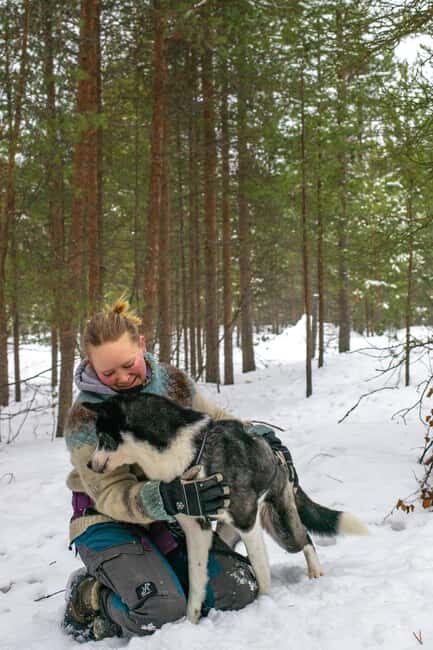 Ivalo - Saariselkä: Husky Walk in the Wilderness - Key Points