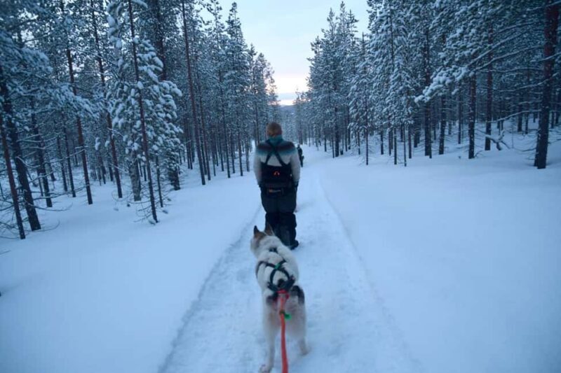 Ivalo - Saariselkä: Husky Walk in the Wilderness - The Value of This Experience