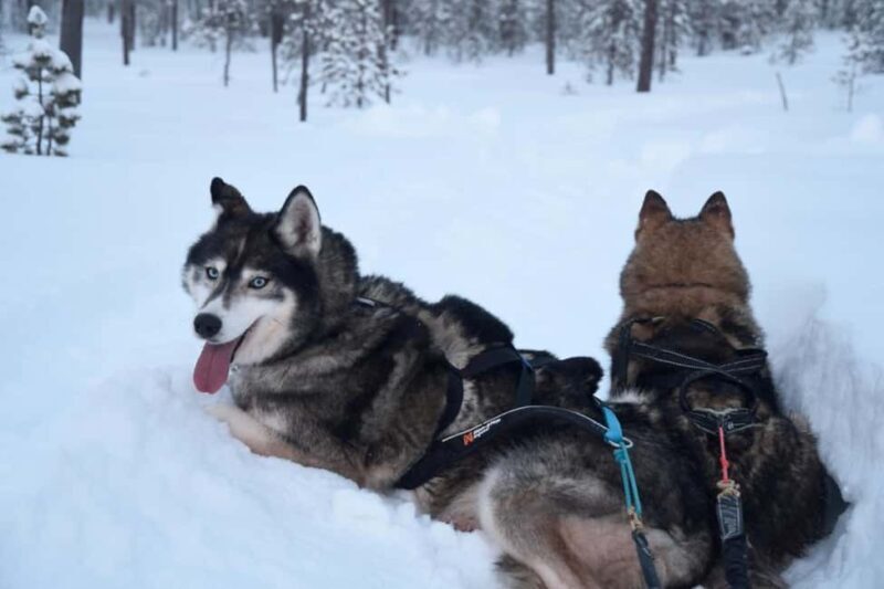 Ivalo - Saariselkä: Husky Walk in the Wilderness - Authentic Feedback from Past Participants
