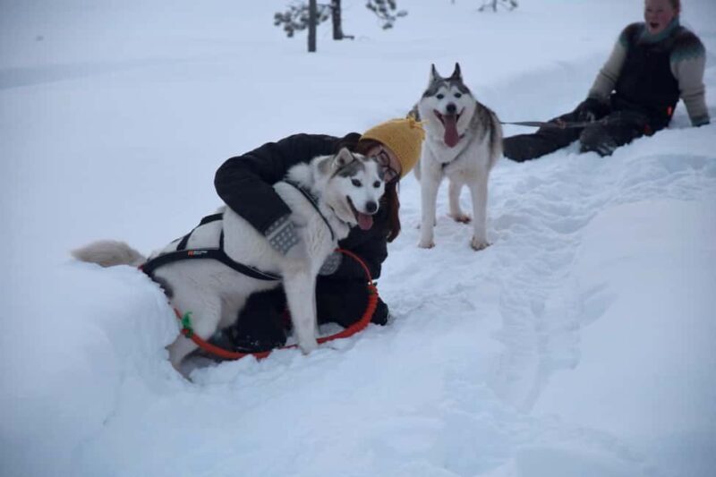 Ivalo - Saariselkä: Husky Walk in the Wilderness - FAQ