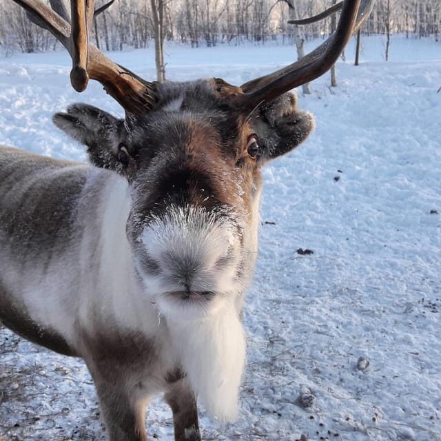 Ivalo: Snowmobile Safari, Meet and Feed Reindeers with Lunch - Final Thoughts