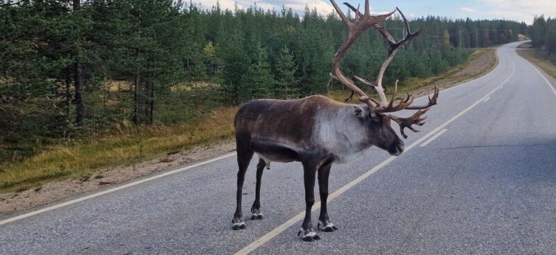 Ivalo: Wilderness Tour with Campfire Lunch - Key Points