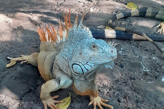 Ixtapa Island Tour - The Reviews Speak for Themselves