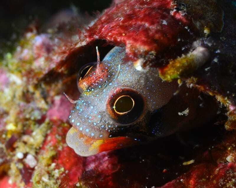 Ixtapa: Nighttime Underwater Exploration at Piedra Solitaria - What You Can Expect from the Nighttime Underwater Tour in Ixtapa
