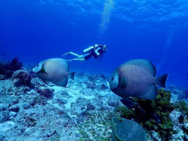 Ixtapa: Nighttime Underwater Exploration at Piedra Solitaria - Who Should Consider This Experience?