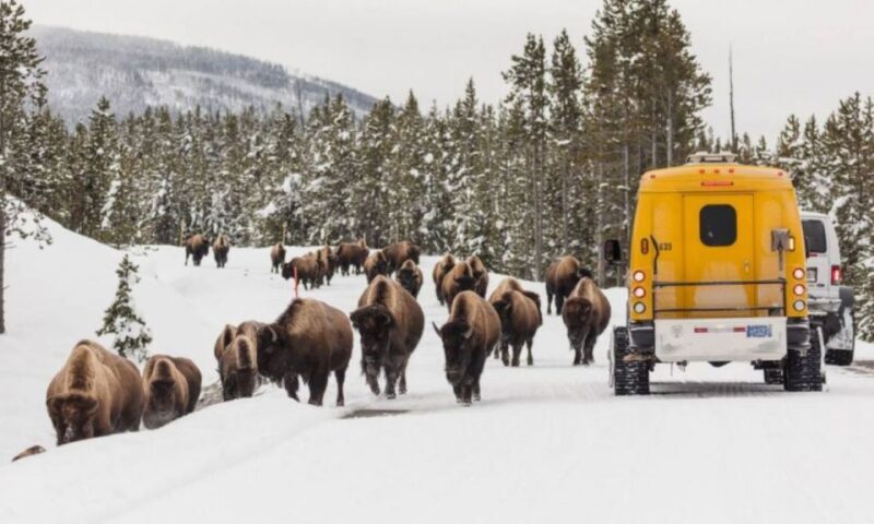 Jackson: 4-Day Grand Teton & Yellowstone Winter Tour - The Real Experience, Based on Reviews