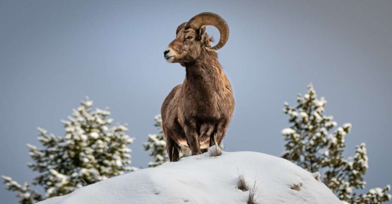 Jackson: Grand Teton & Native American Petroglyph Tour - Value for Money