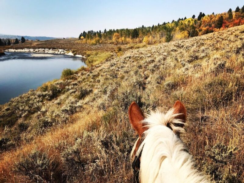 Jackson Hole: Bridger-Teton National Forest Horseback Ride - The Trail and Scenery