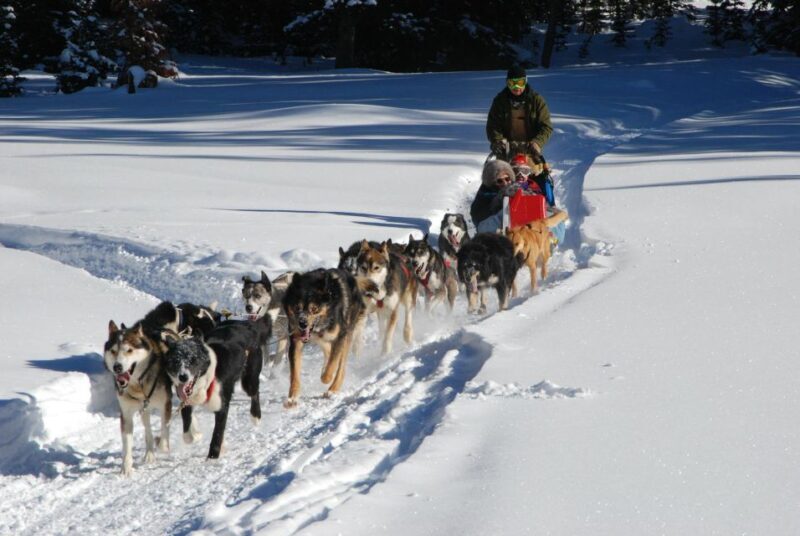 Jackson Hole: Dogsledding Tour with Hot Chocolate - The Experience in Detail