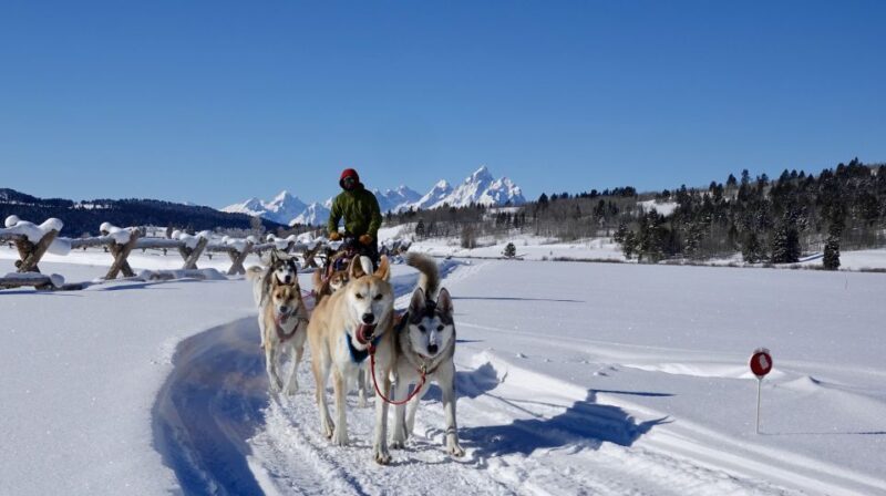 Jackson Hole: Dogsledding Tour with Hot Chocolate - FAQ