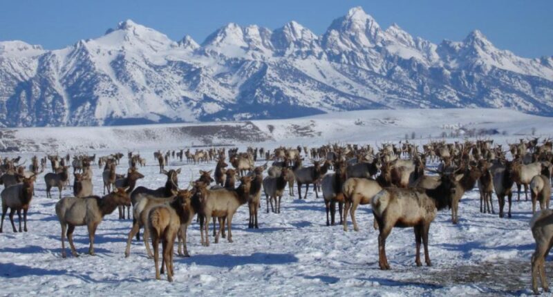 Jackson Hole: National Elk Refuge Sleigh Ride - What to Expect from Your Ride