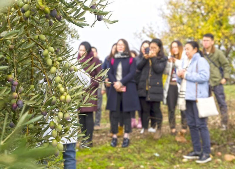 Jaén Discover the Secrets of Olive Oil: Tour & Tasting - Who Should Consider This Tour?
