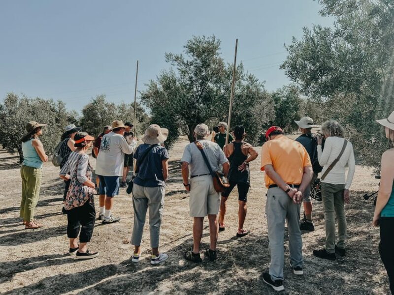 Jaén: Guided Olive Grove Tour - What You Can Expect from the Tour