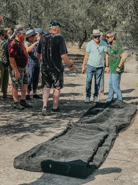 Jaén: Guided Olive Grove Tour - The Real Value of the Experience