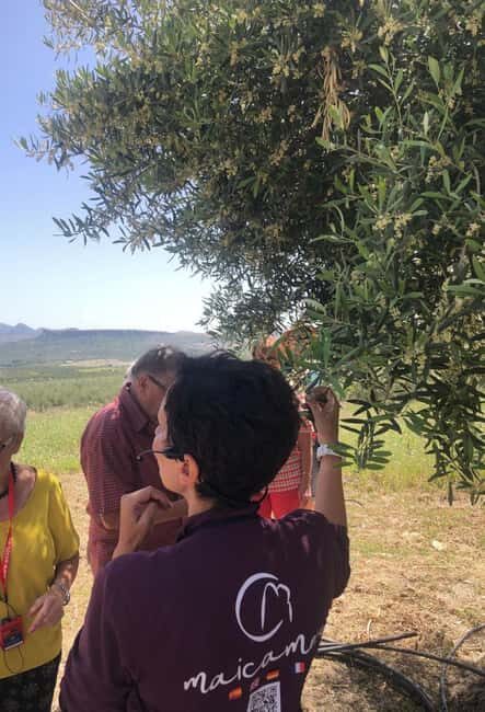Jaén: Olive Oil Museum Tour with Tasting Private groups - Key Points