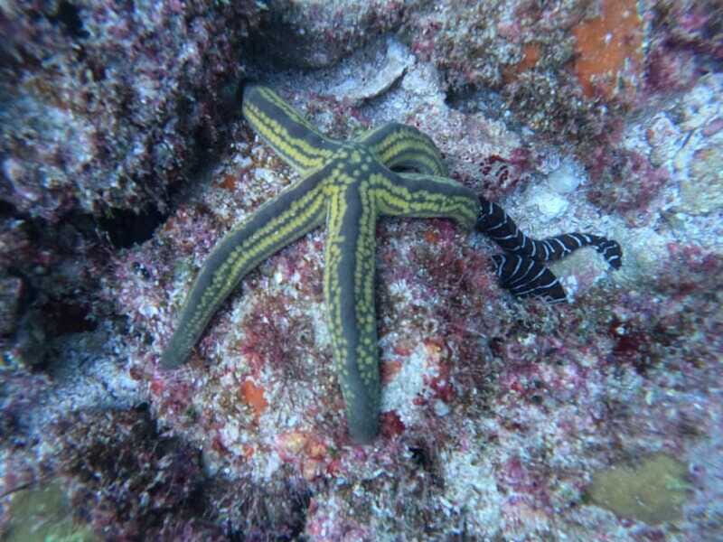 Jalisco: Scuba Diving at Los Arcos for Certified Divers - Key Points