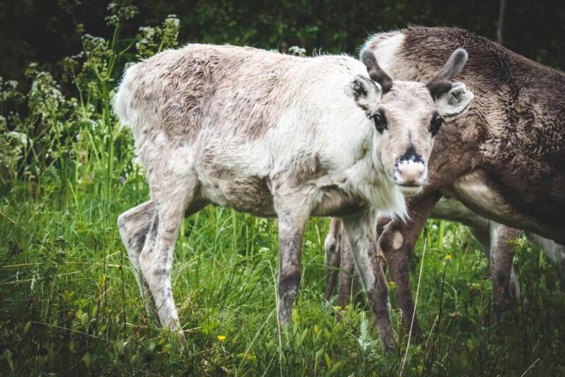 Jämtland: 4-Day Midsummer Hiking Tour with Guide - An In-Depth Look at the 4-Day Hiking Experience in Jämtland