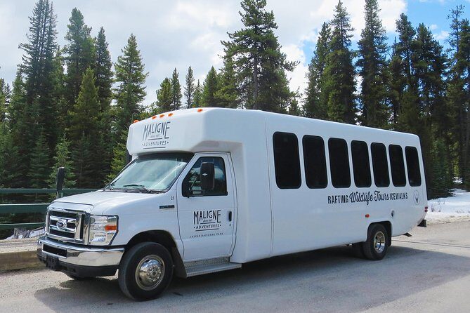 Jasper Evening Wildlife Tour - The Sum Up