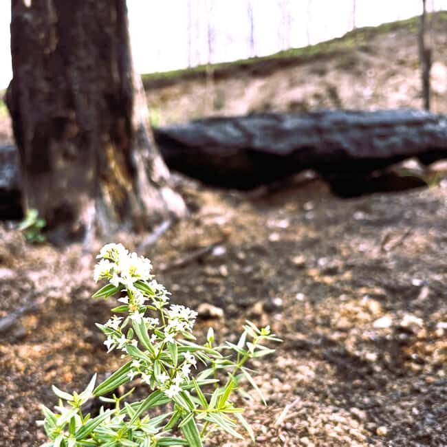 Jasper: Guided Wildfire Hike with Lunch - The Bottom Line