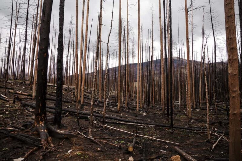 Jasper: Guided Wildfire Hike with Lunch - FAQ