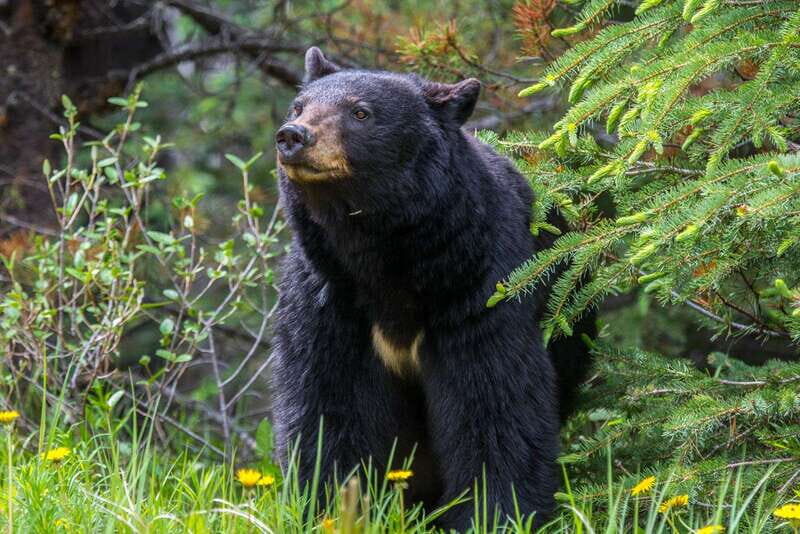 Jasper National Park: Evening or Morning Wildlife Watch Tour - Who Should Consider This Tour?