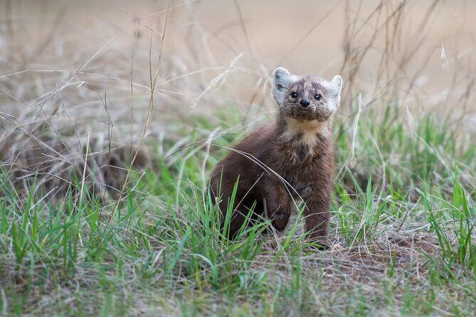 Jasper National Park Self-Guided Driving Audio Tour - Final Words