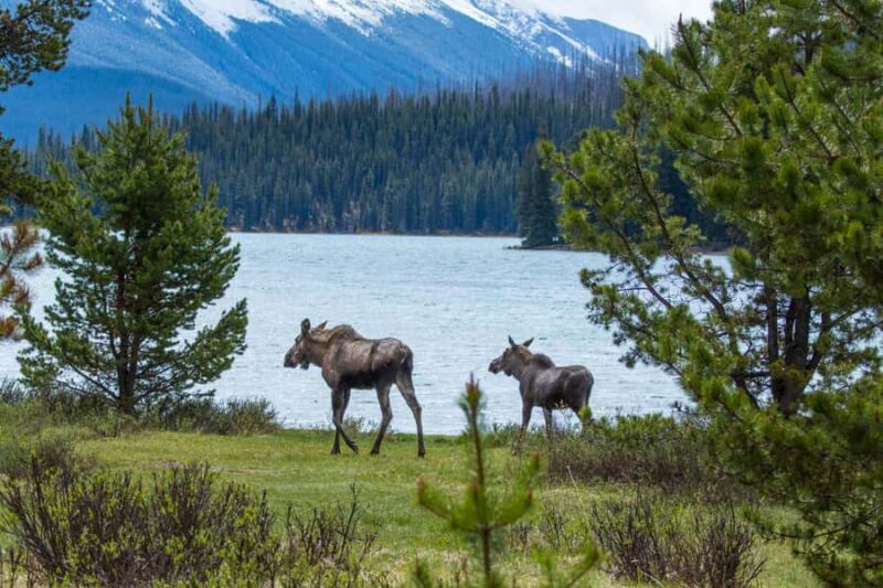 Jasper: Wildlife and Waterfalls Tour with Lakeshore Hike - The Itinerary Breakdown