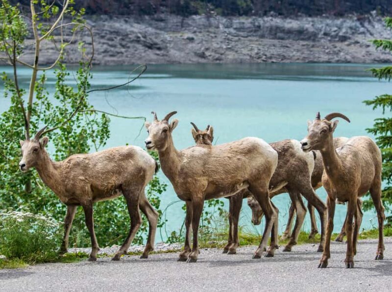 Jasper: Wildlife and Waterfalls Tour with Lakeshore Hike - Final Thoughts
