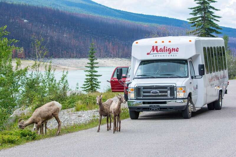 Jasper: Wildlife and Waterfalls Tour with Maligne Cruise - Key Points