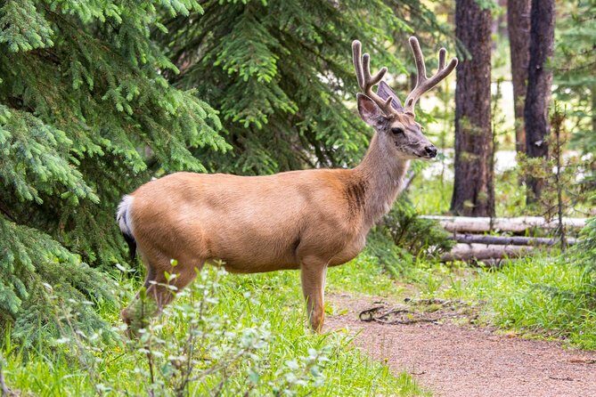 Jasper Wildlife and Waterfalls Tour with Maligne Lake Hike - Who Is This Tour Best For?