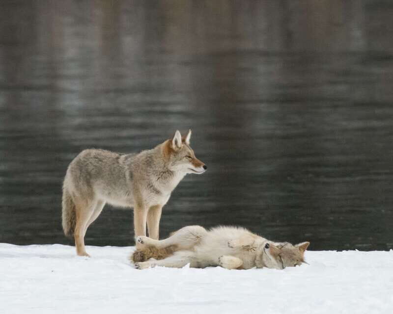 Jasper: Winter Wildlife Bus Tour in Jasper National Park - Exploring the Jasper Winter Wildlife Bus Tour