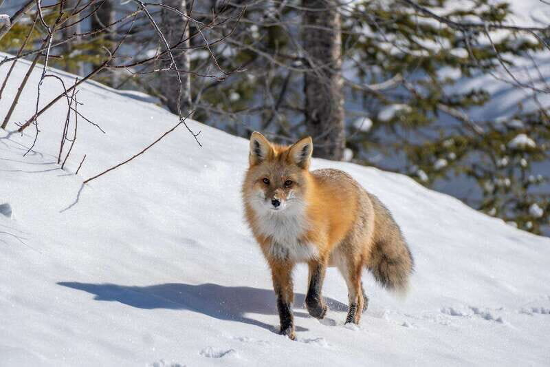 Jasper: Winter Wildlife Bus Tour in Jasper National Park - Final Thoughts