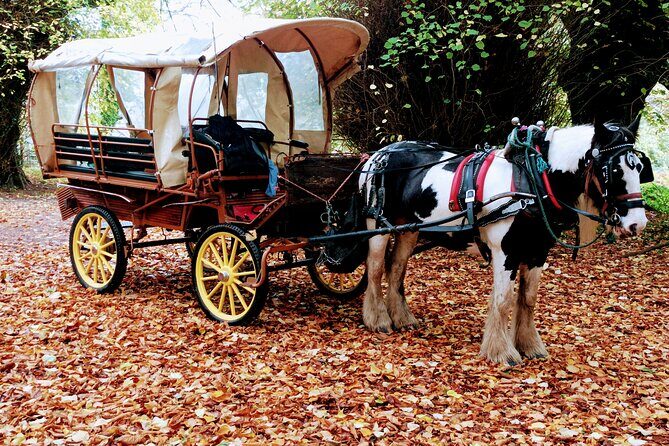 Jaunting Car Tour in Killarney National Park - Practical Details and Considerations
