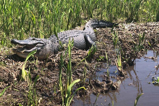 Jean Lafitte 90-Minute Swamp and Bayou Boat Tour - FAQ