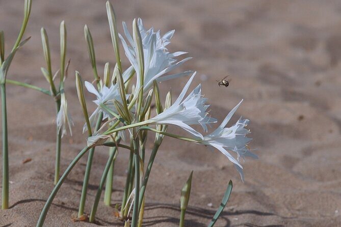 Jeep Safari Akamas from Paphos - Avakas Gorge