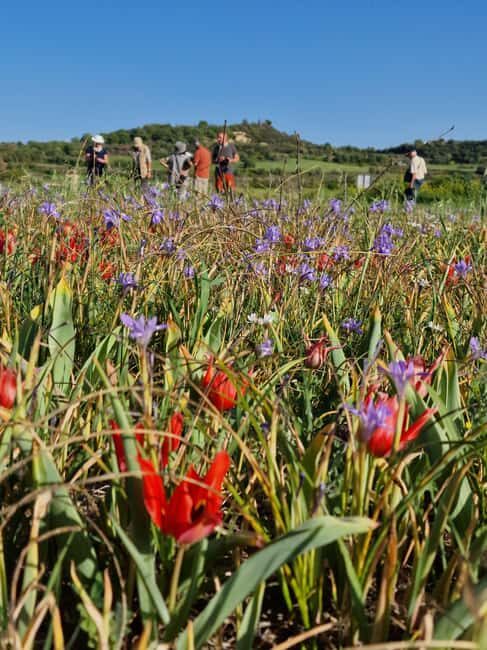 Jeep safari in French, English to Akamas and Avakas Gorge - FAQ