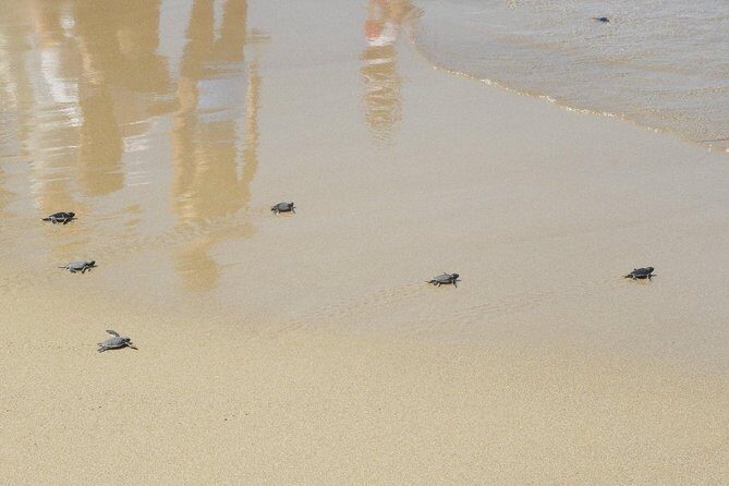 Jeep Safari to Akamas National Park: Avakas Gorge Tour from Paphos - Practical Tips for the Trip