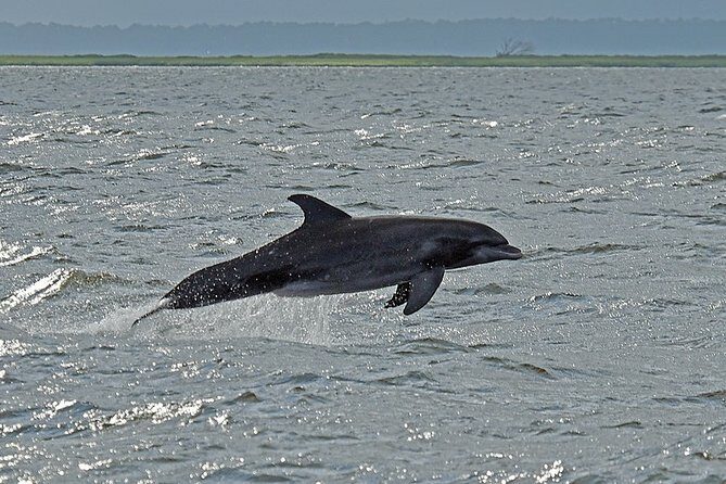Jekyll Island Dolphin Tours - What to Expect from Jekyll Island Dolphin Tours