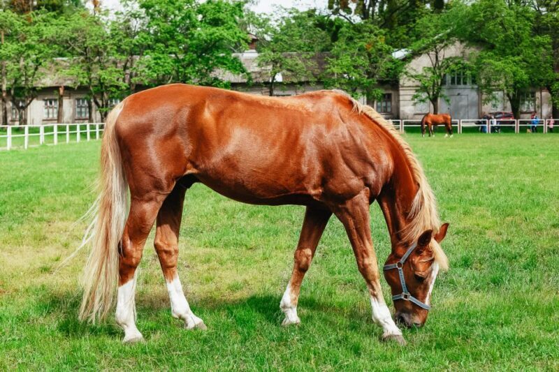 Jerez de la Frontera: How the Andalusian Horses Dance - The Value of the Experience