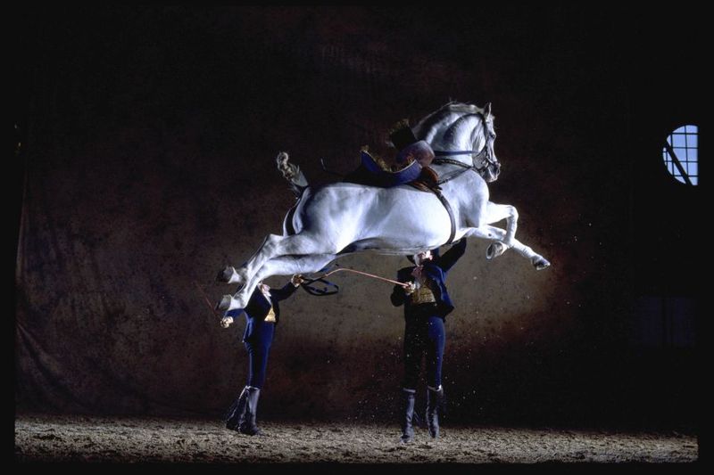 Jerez de la Frontera: How the Andalusian Horses Dance - Pas de Deux and Timing: When Two Skills Lock Together